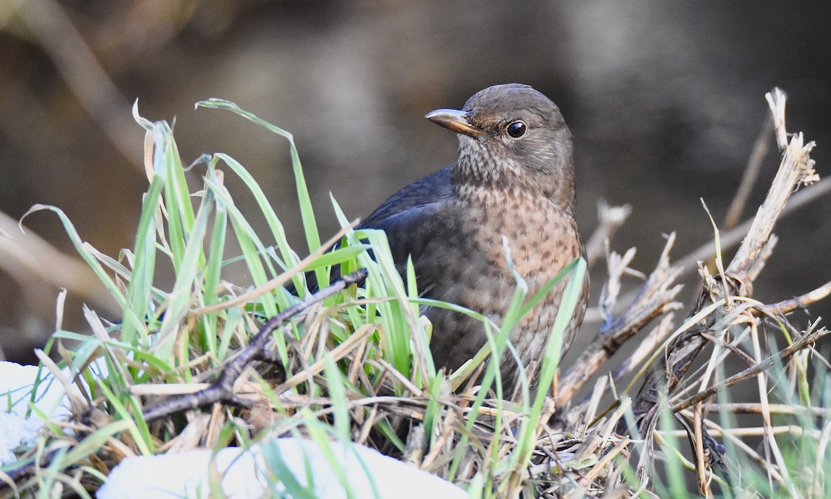 Eurasian Blackbird - ML613463399