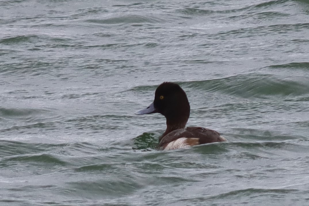 Lesser Scaup - ML613463405