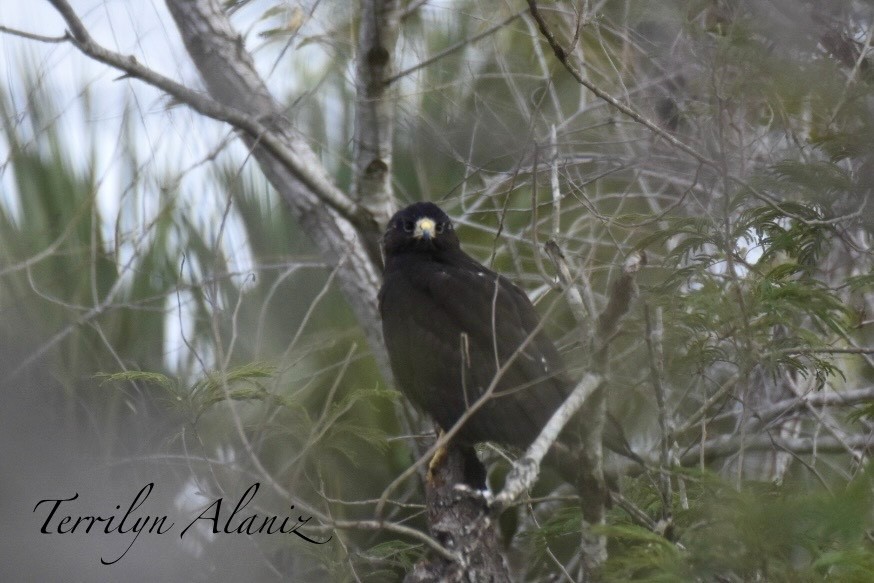Zone-tailed Hawk - ML613463416