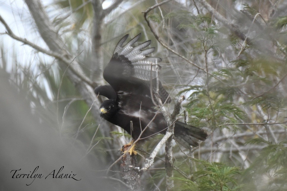 Zone-tailed Hawk - ML613463417