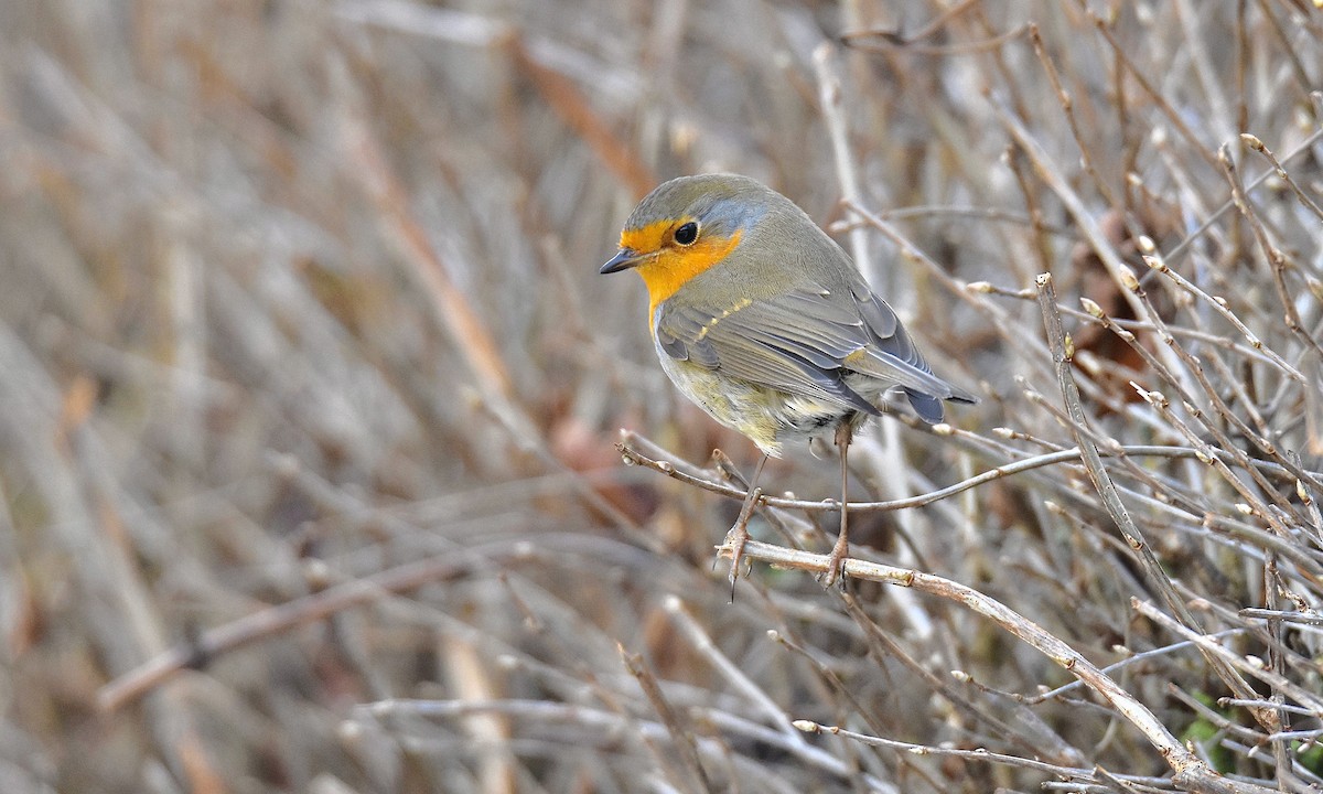 European Robin - ML613463424