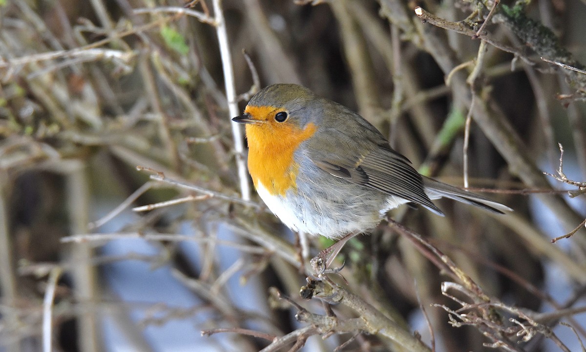 European Robin - ML613463425