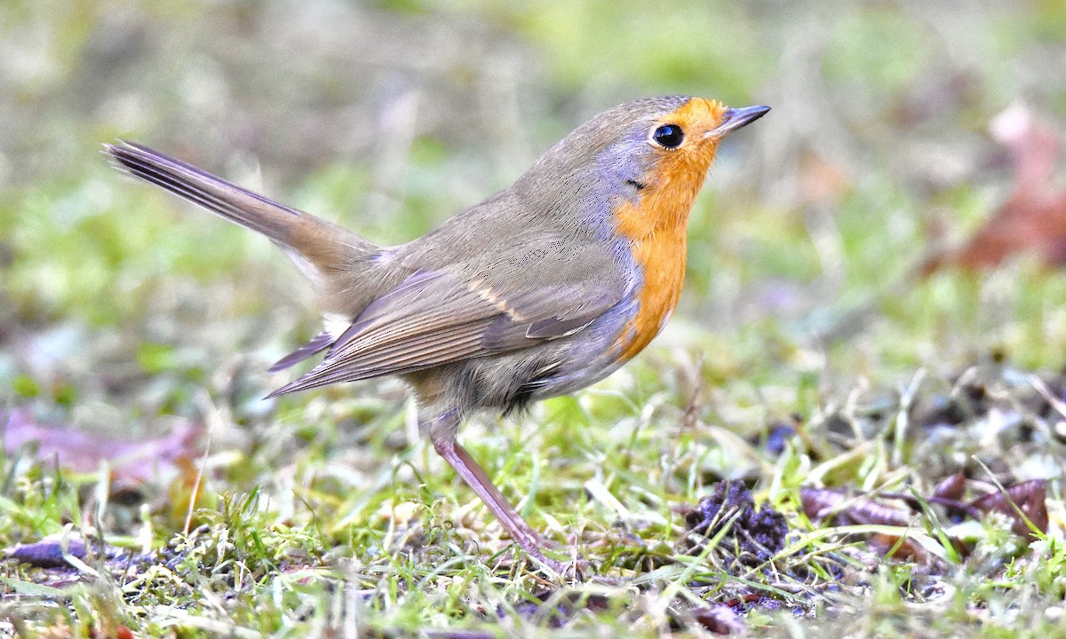 European Robin - ML613463426