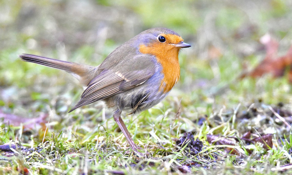 European Robin - ML613463427