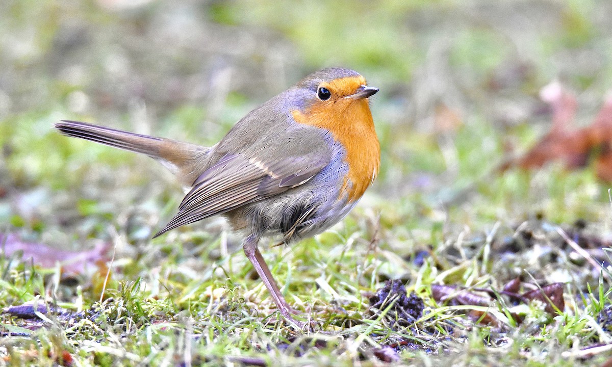 European Robin - ML613463429
