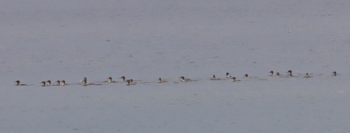 Red-breasted Merganser - ML613463451