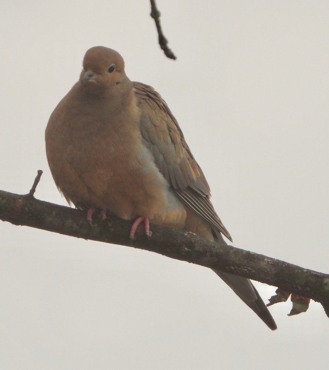 Mourning Dove - ML613463471