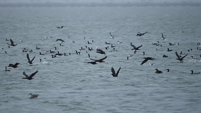 ub. skarv (Phalacrocoracidae sp.) - ML613463477