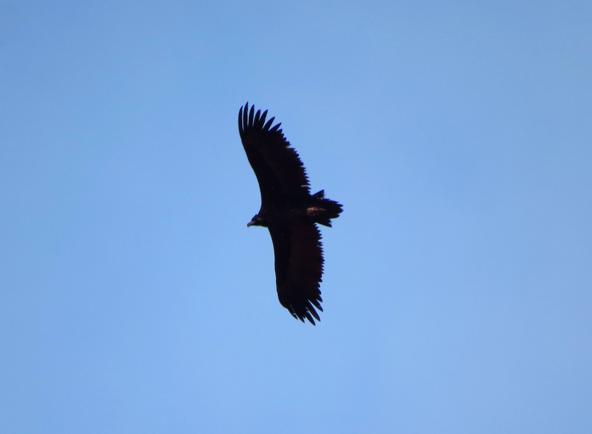 Cinereous Vulture - ML613463481