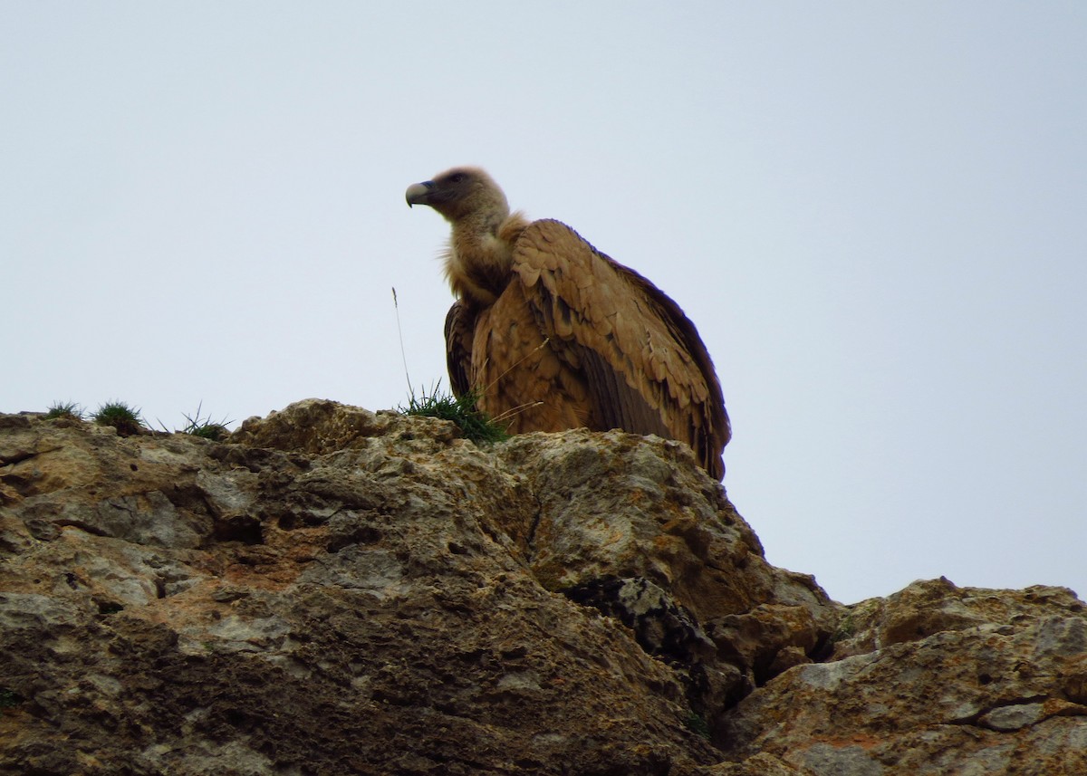 Eurasian Griffon - ML613463483