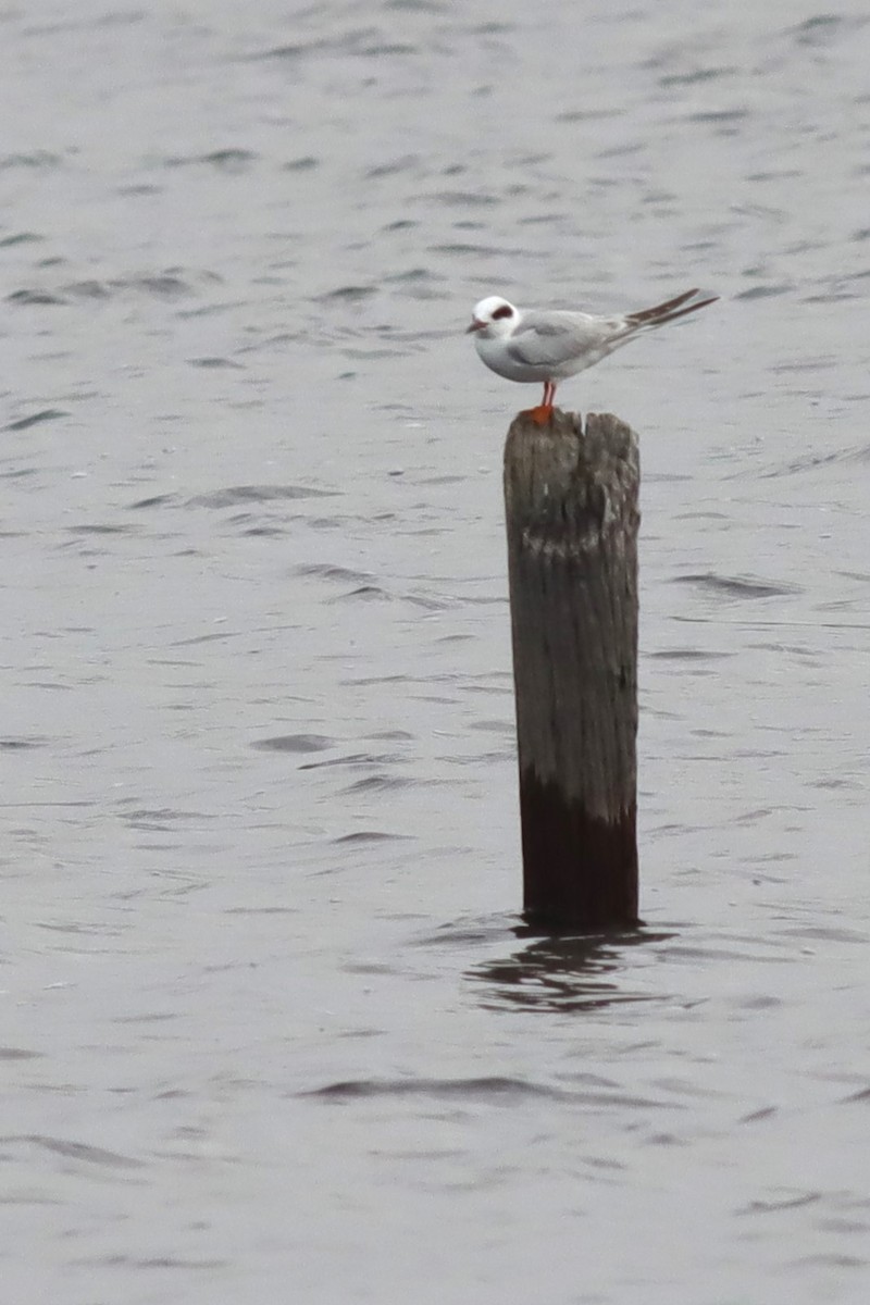 Forster's Tern - ML613463502