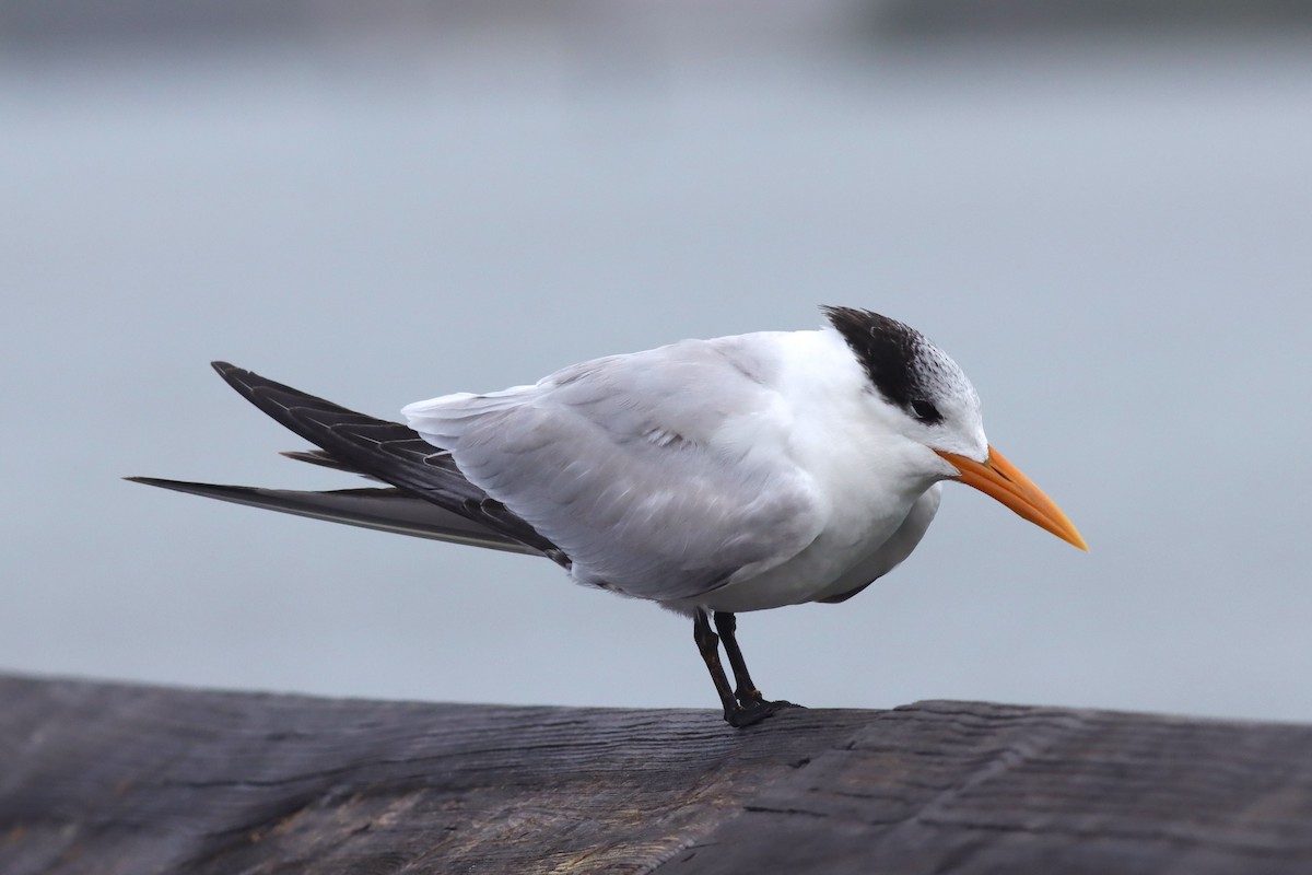 Royal Tern - ML613463520