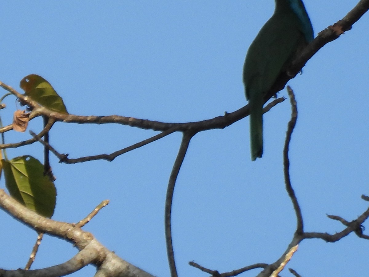 Blue-bearded Bee-eater - Justin Streit