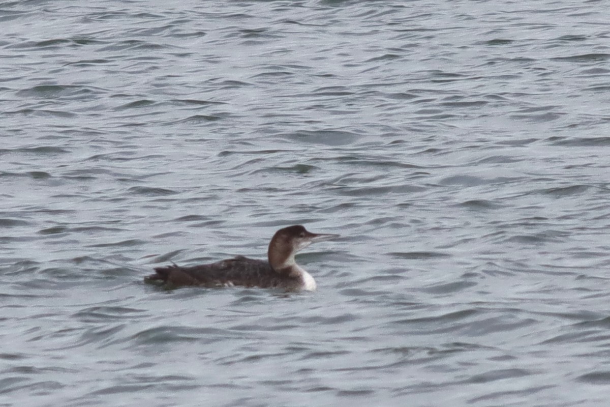 Common Loon - ML613463531