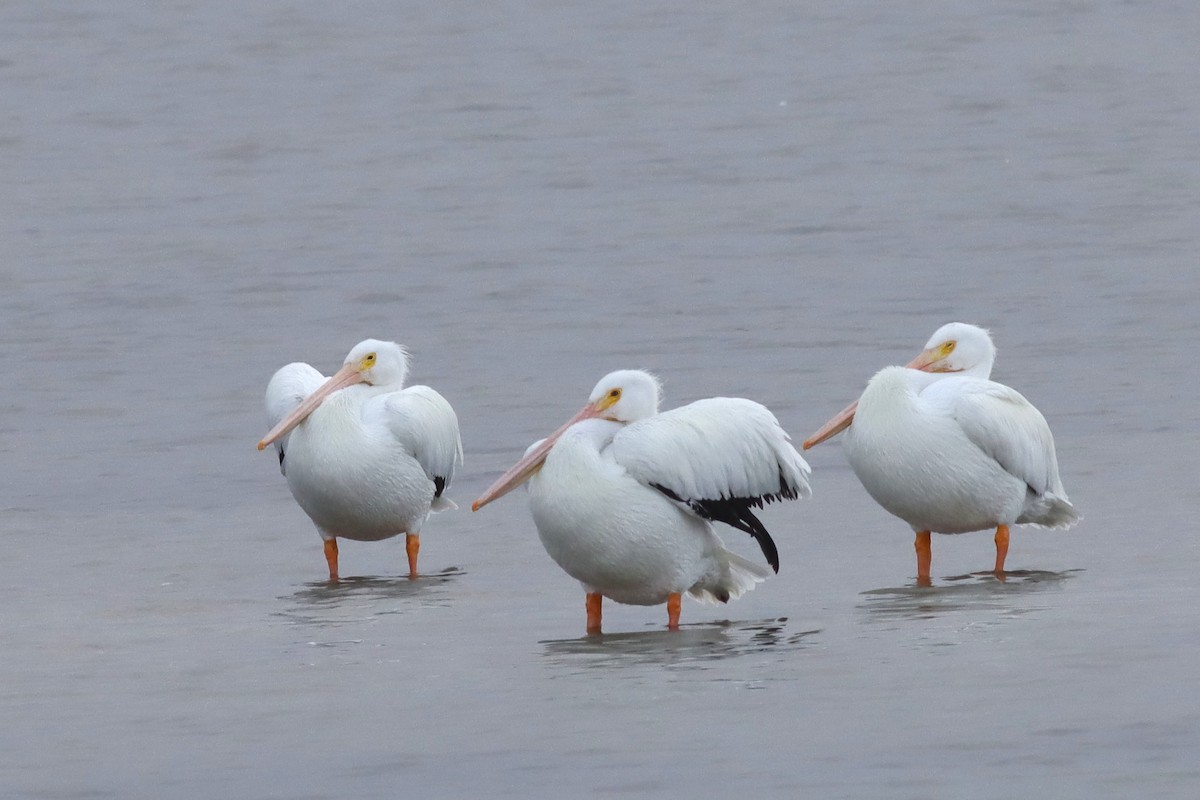 American White Pelican - ML613463553