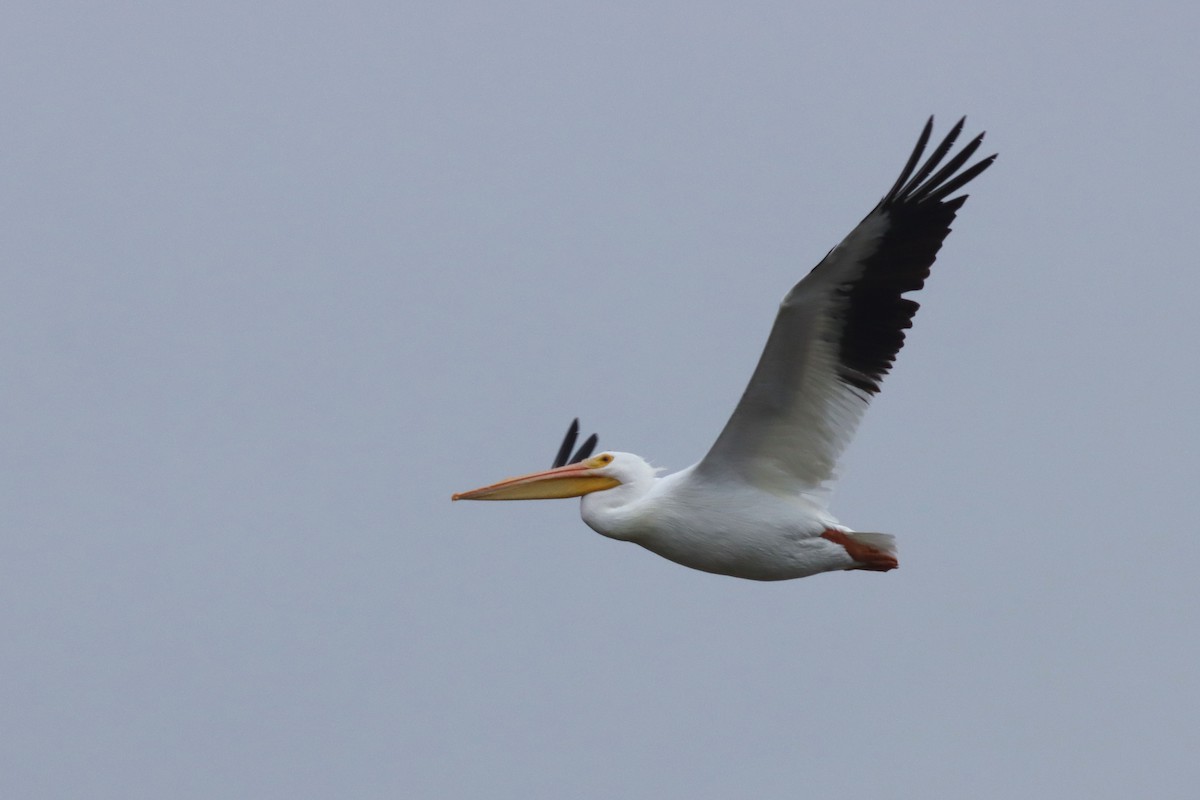 American White Pelican - ML613463554