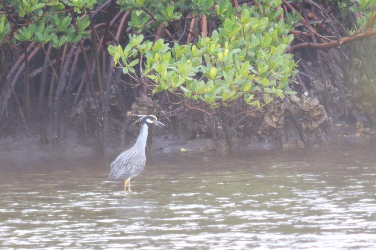 Yellow-crowned Night Heron - ML613463581