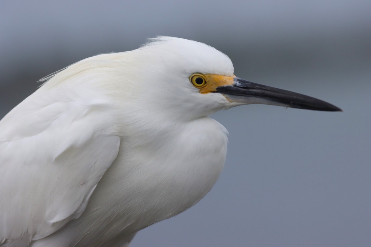 Snowy Egret - ML613463606