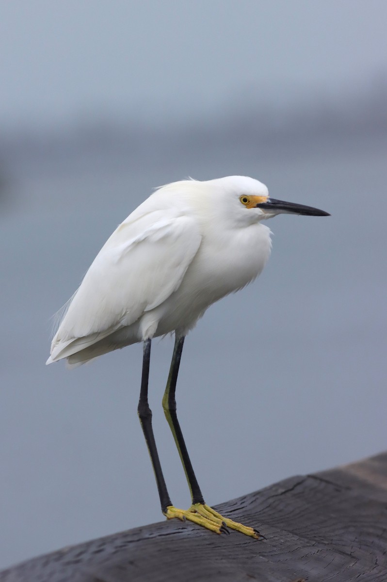 Snowy Egret - ML613463607