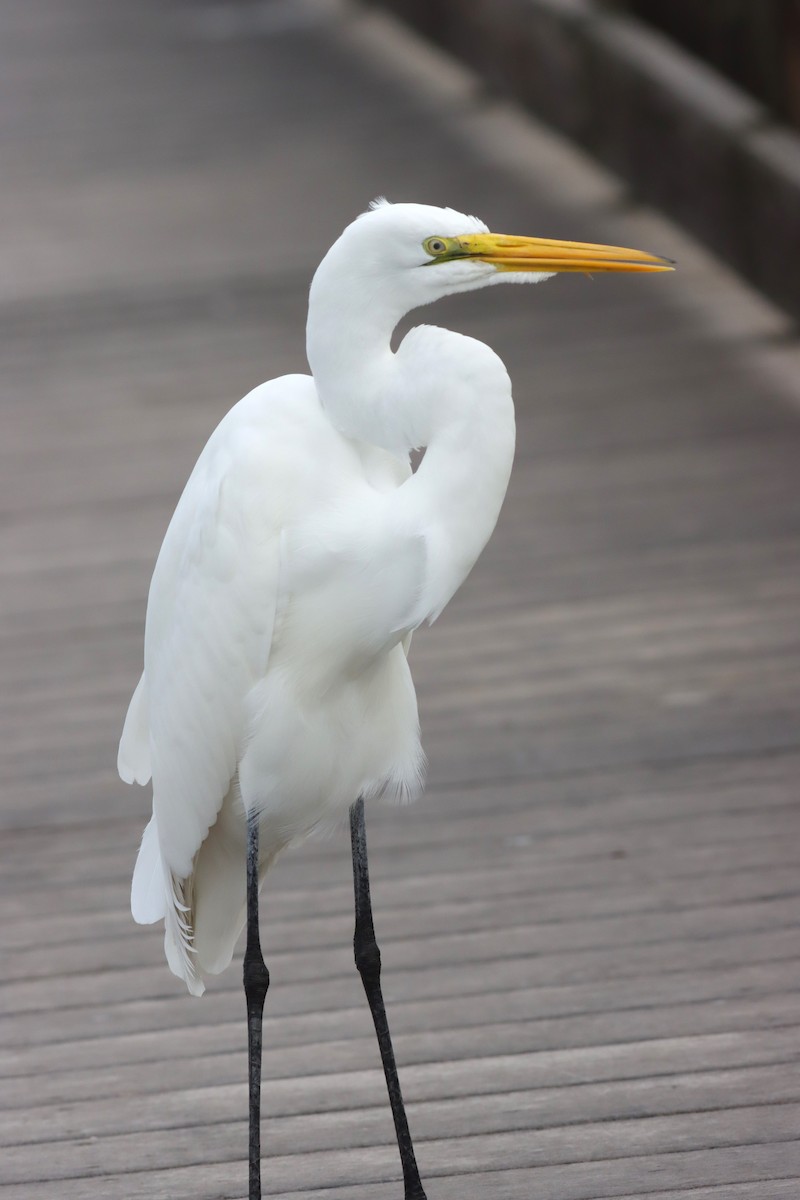 Great Egret - ML613463613