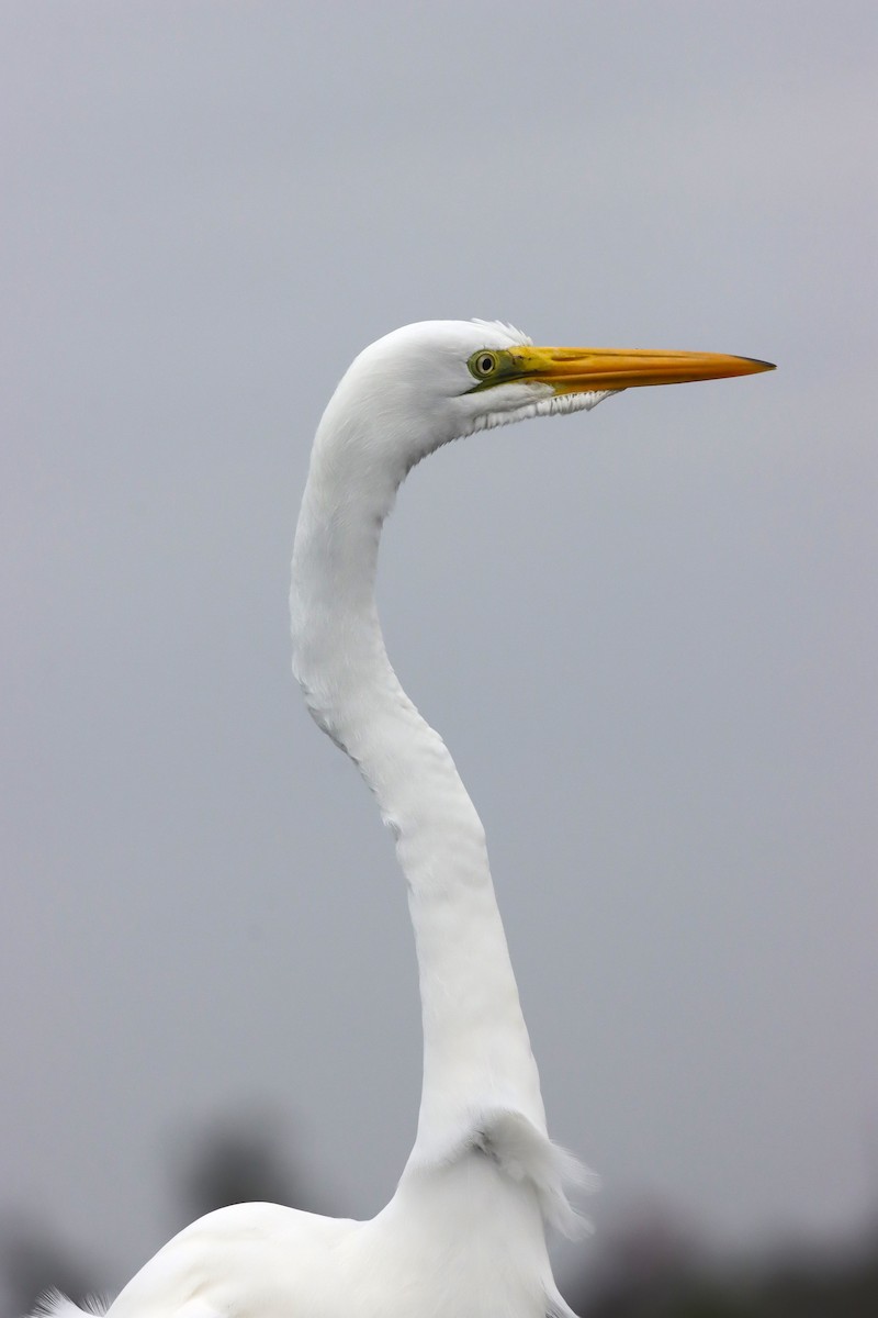 Great Egret - ML613463614