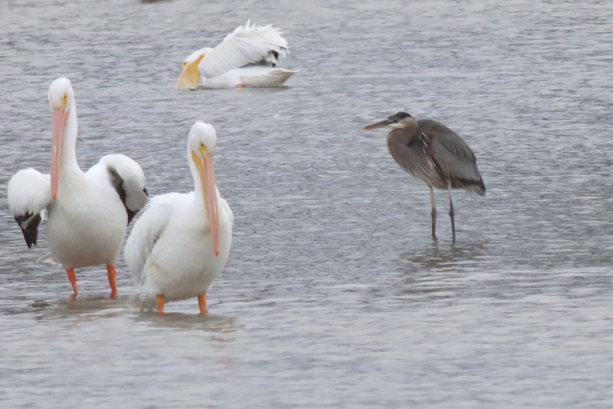 Great Blue Heron - ML613463621