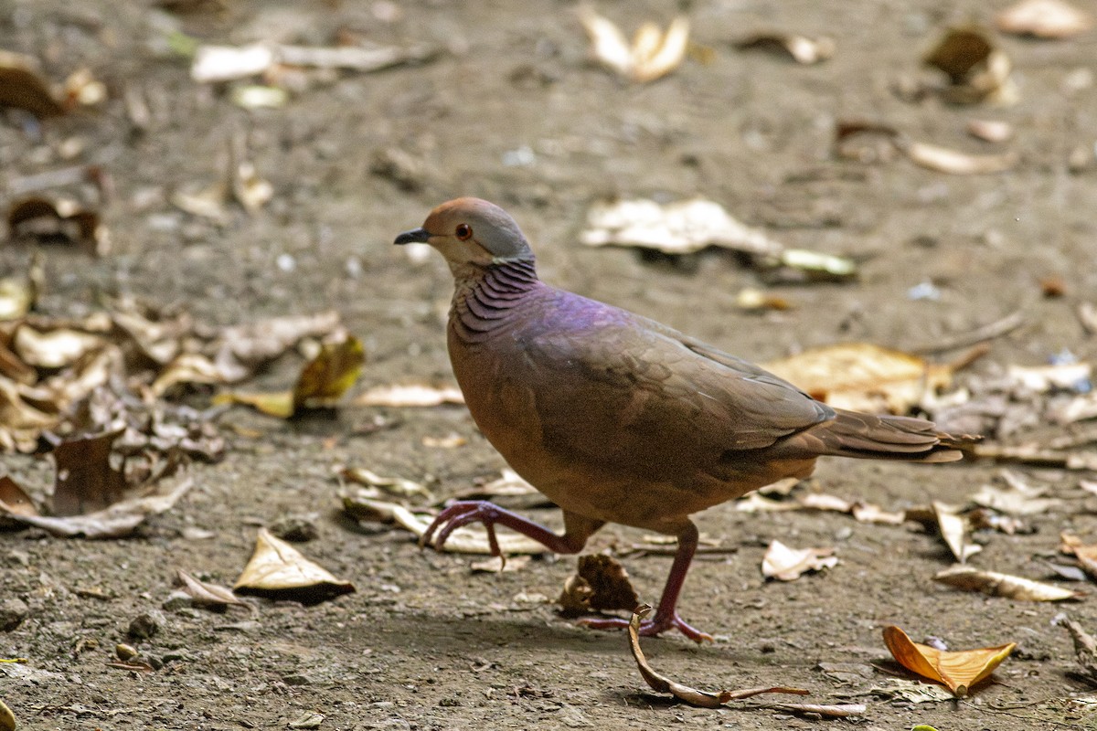 Lined Quail-Dove - ML613463642