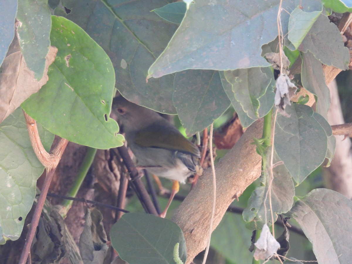 Green-backed Honeyguide - Mike Coulson