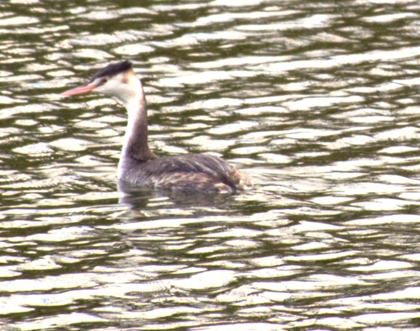 Great Crested Grebe - ML613463773