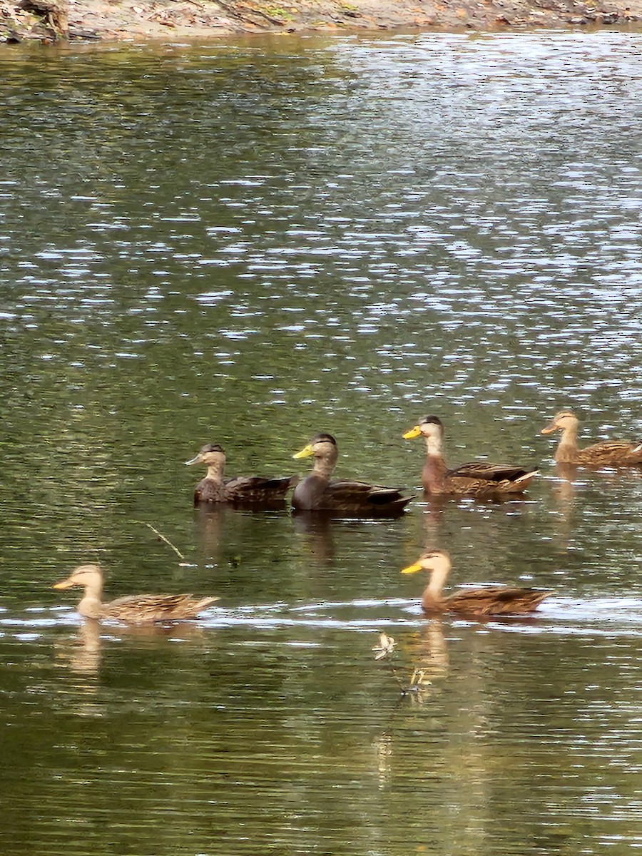 American Black Duck - ML613463882