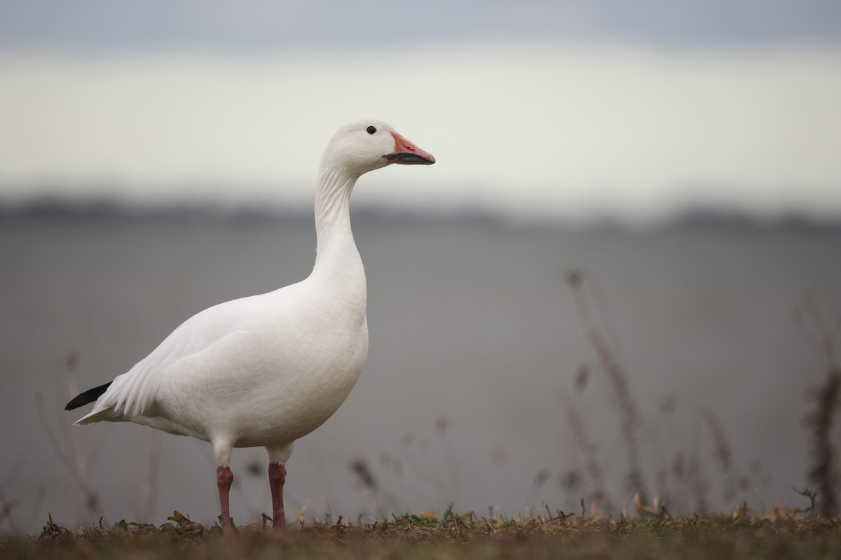 Snow Goose - Chuhan Li