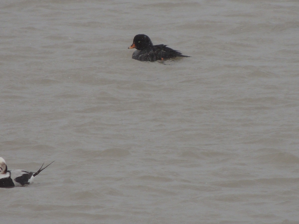Barrow's Goldeneye - ML613463894