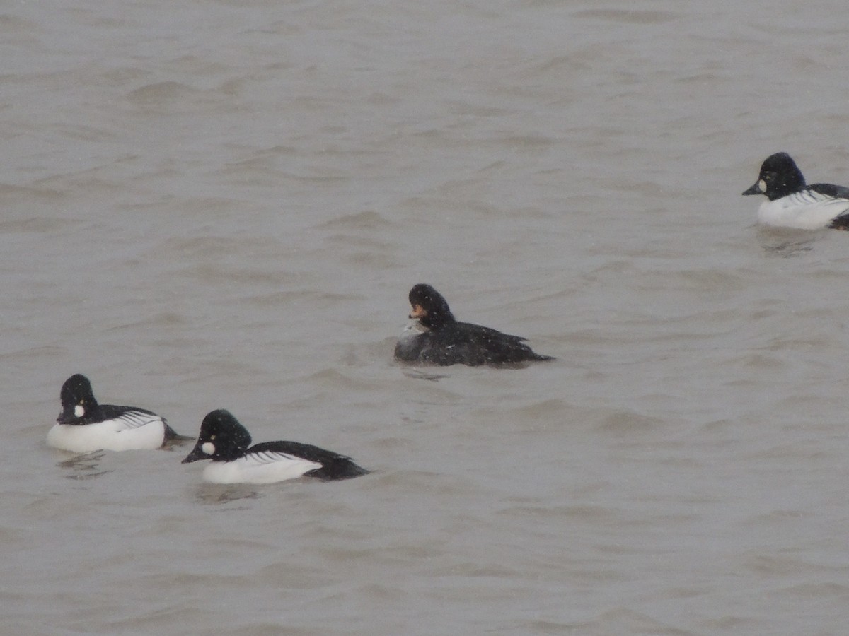 Barrow's Goldeneye - ML613463905