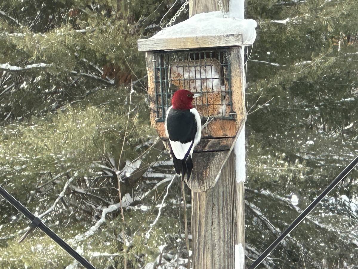 Pic à tête rouge - ML613463910