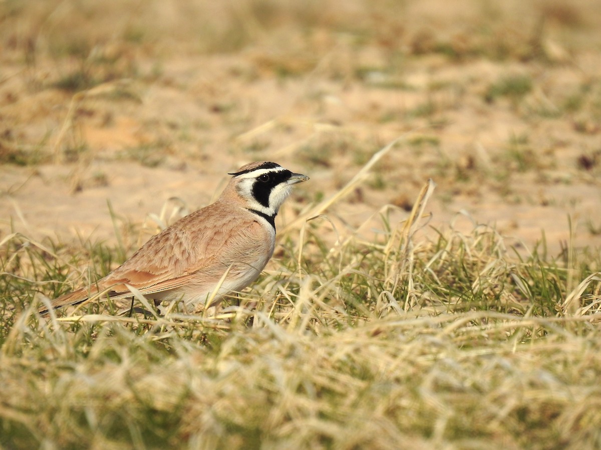 Temminck's Lark - oren baum