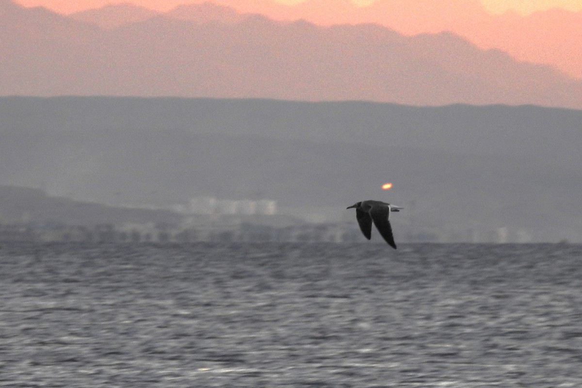 White-eyed Gull - ML613463984