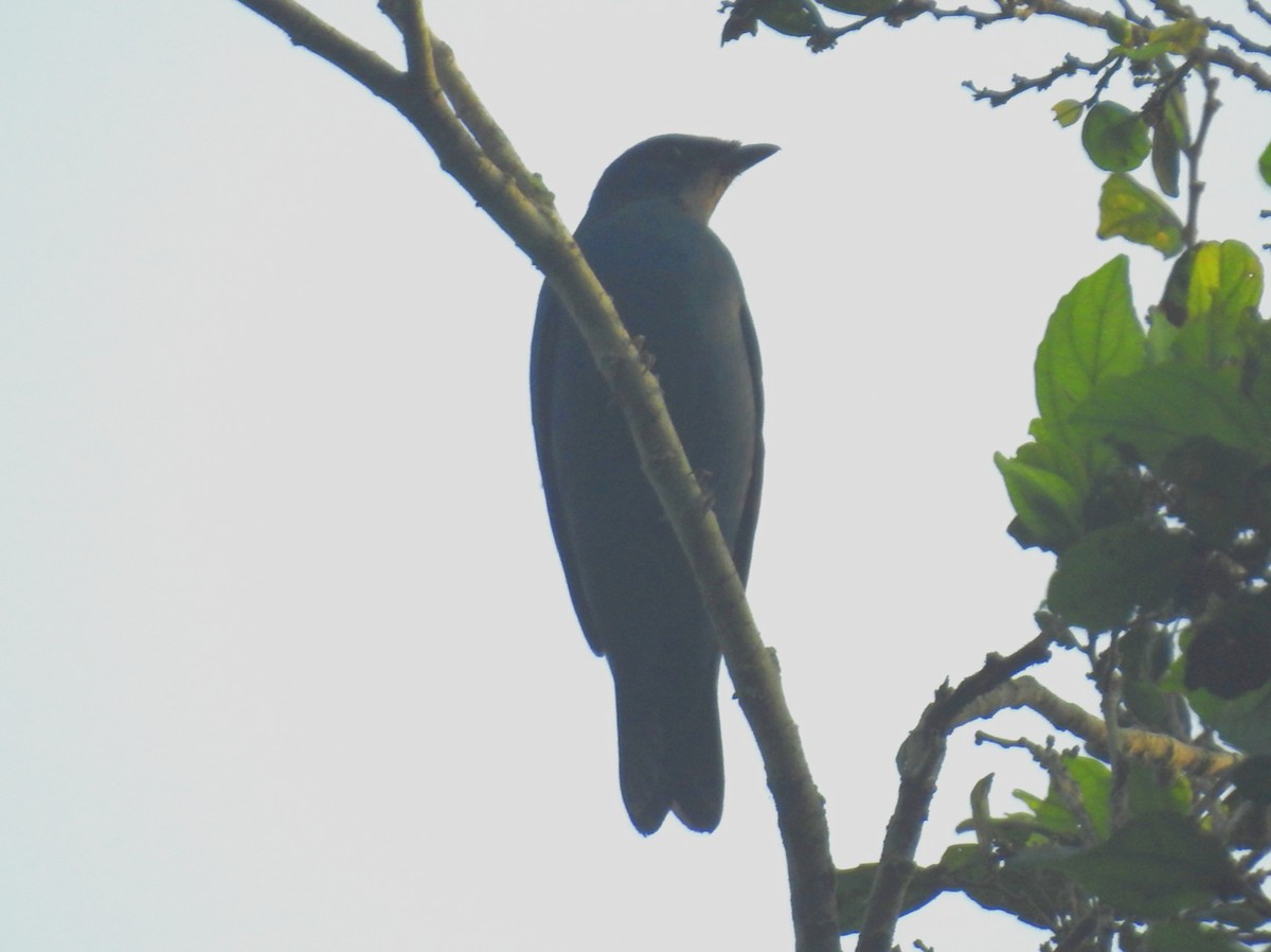 Blue Cuckooshrike - David Cristóbal Huertas