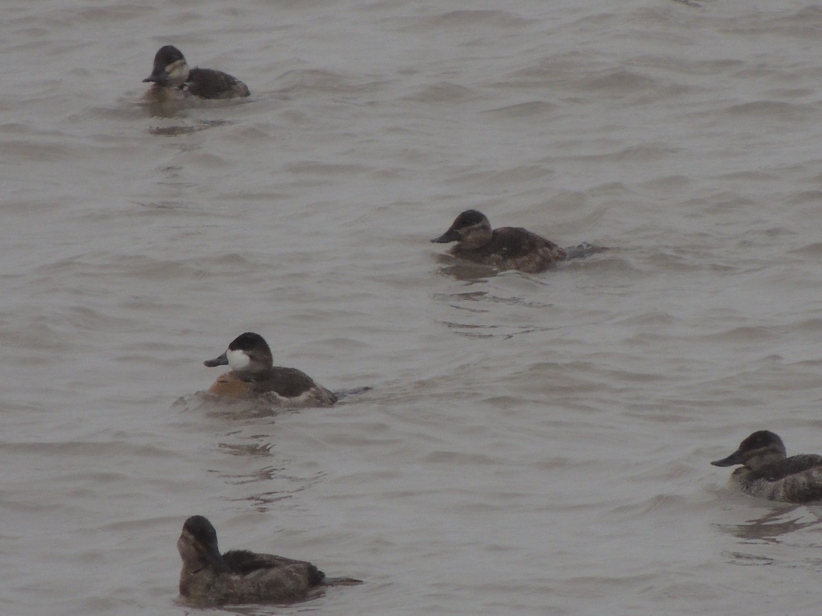 Ruddy Duck - ML613464025