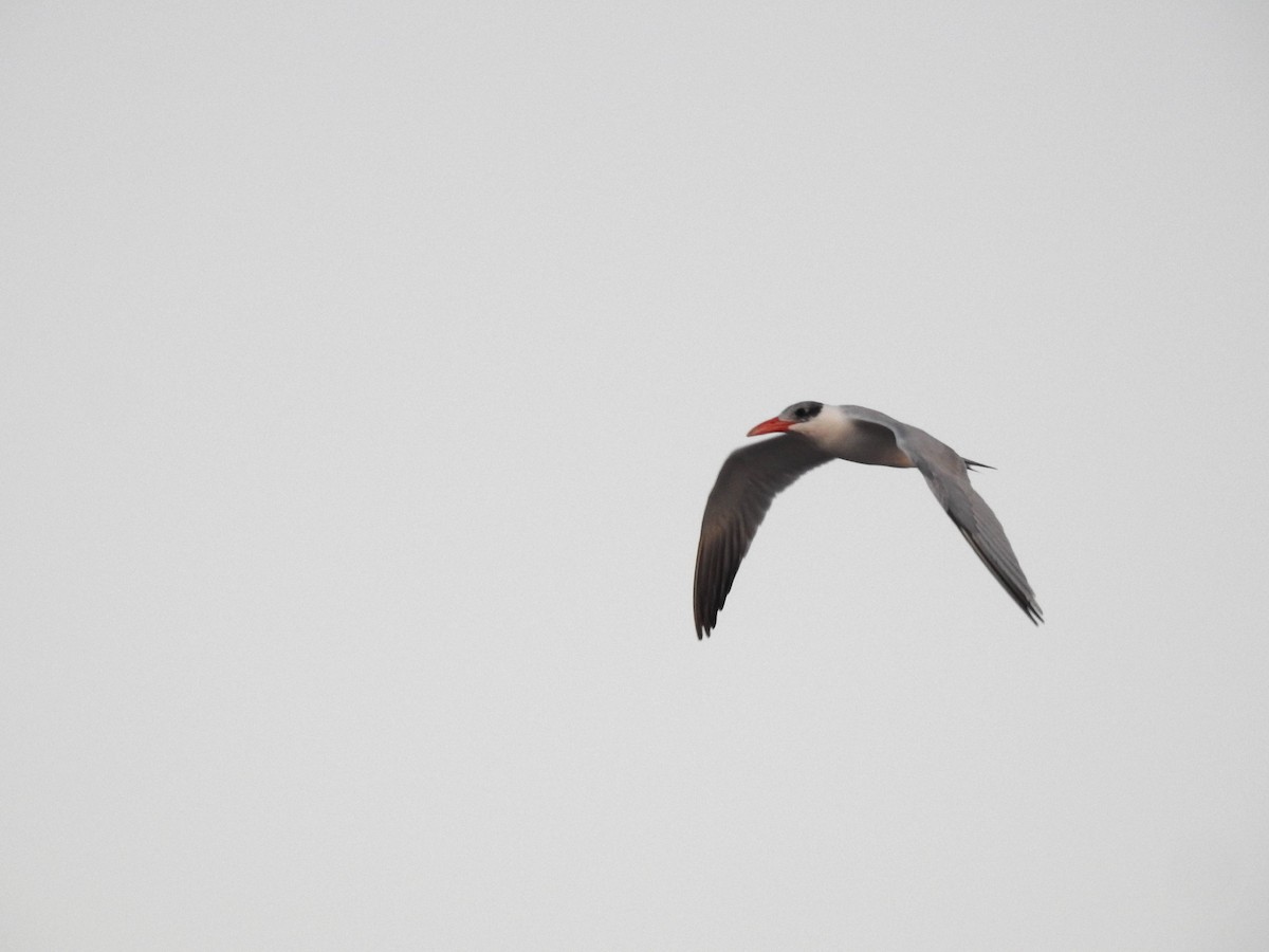 Caspian Tern - ML613464067