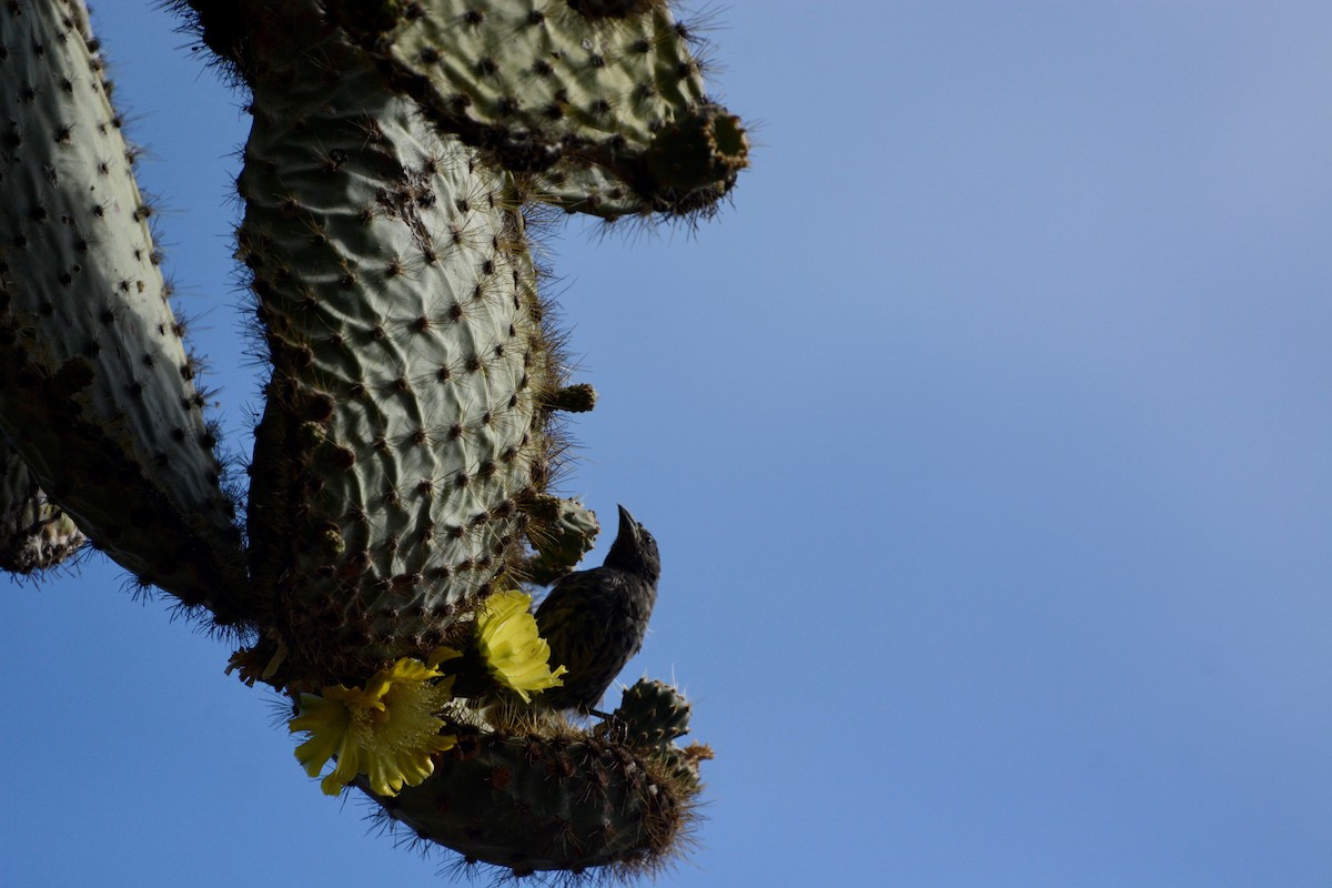 Pinzón de Darwin de Los Cactus - ML613464126