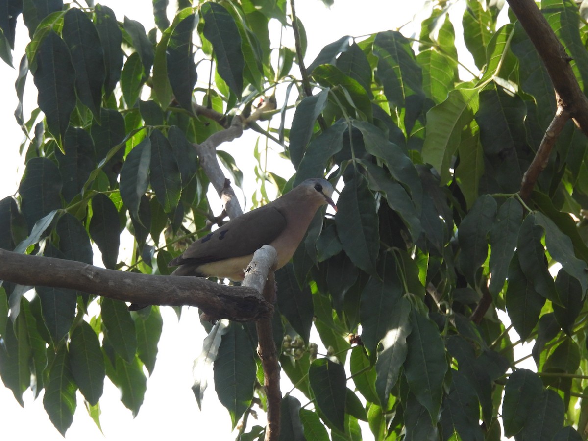 Blue-spotted Wood-Dove - ML613464188