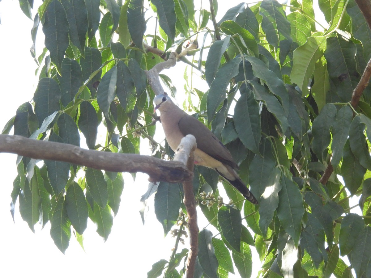 Blue-spotted Wood-Dove - ML613464189