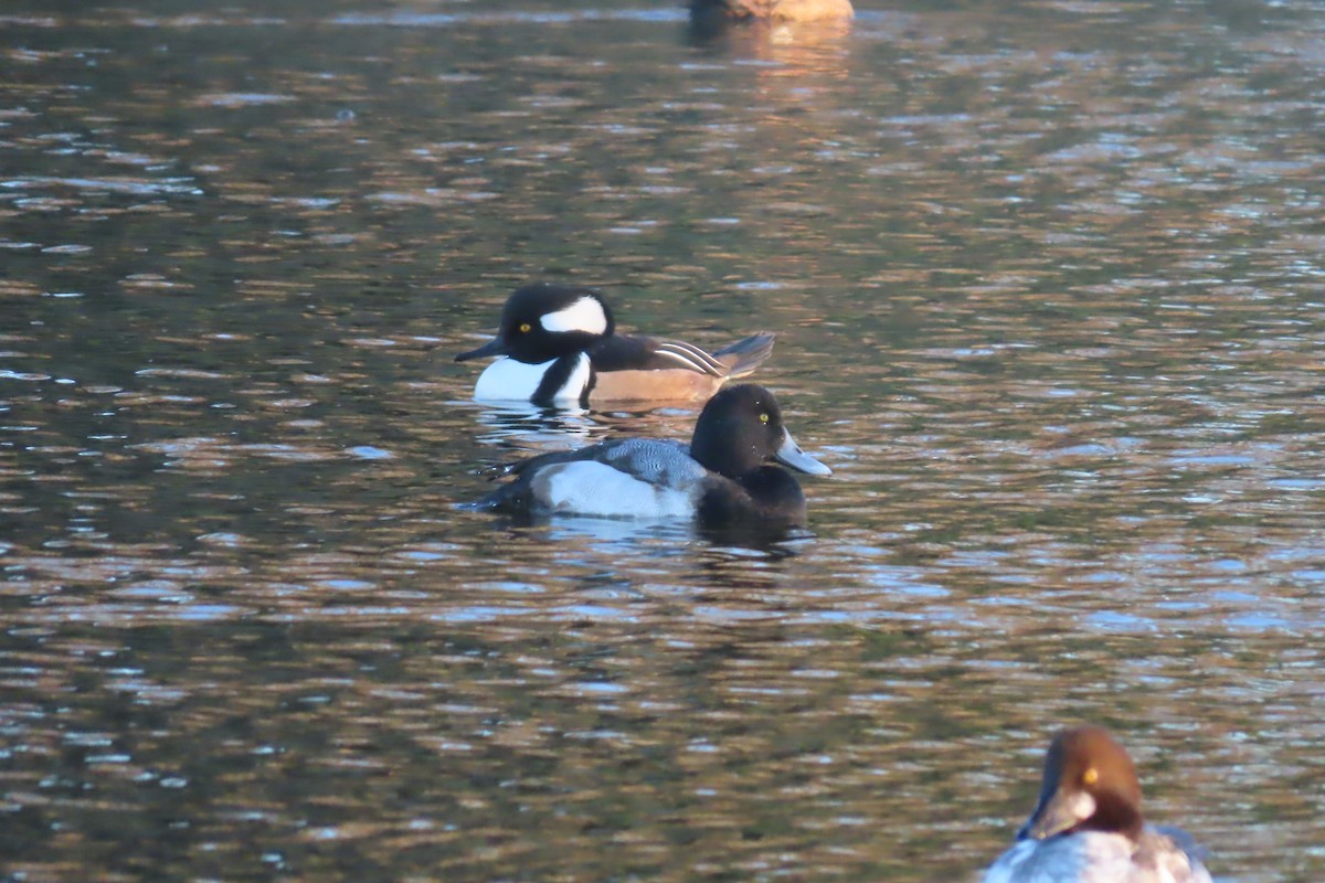 Greater Scaup - ML613464206