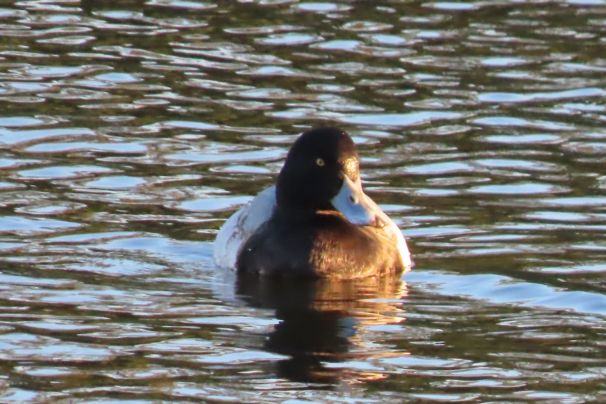 Greater Scaup - ML613464207