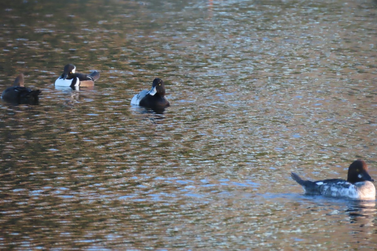 Greater Scaup - ML613464208