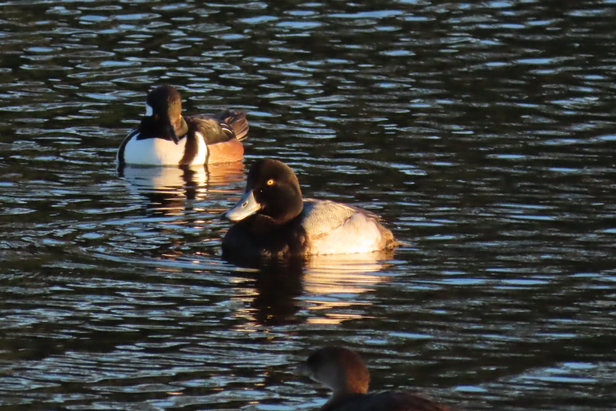 Greater Scaup - ML613464209
