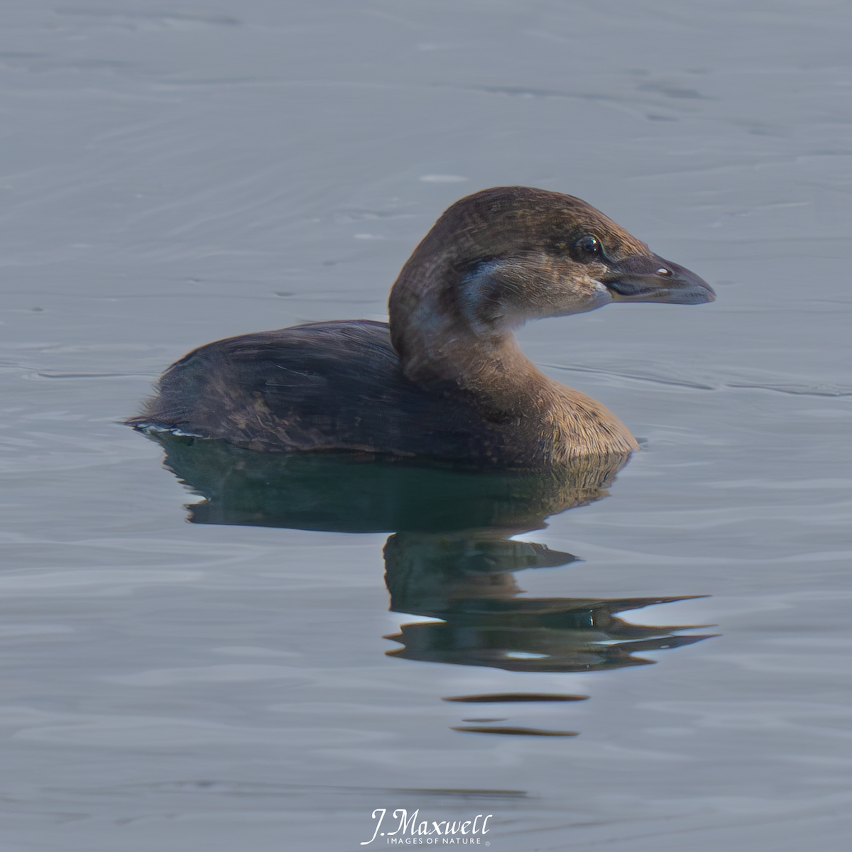 Pied-billed Grebe - ML613464220