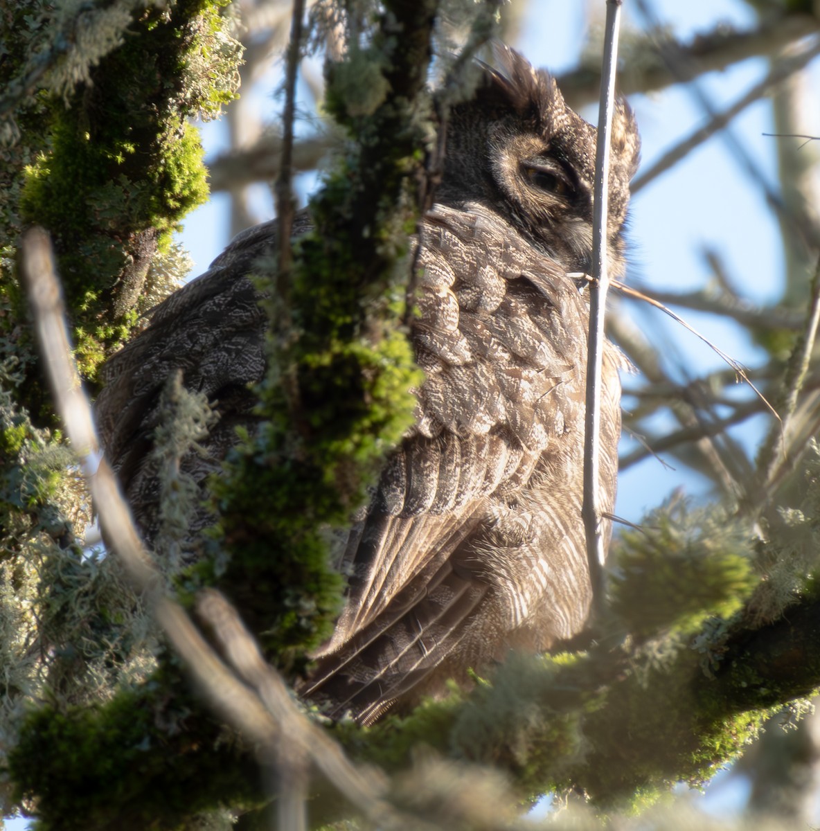 Great Horned Owl - ML613464268