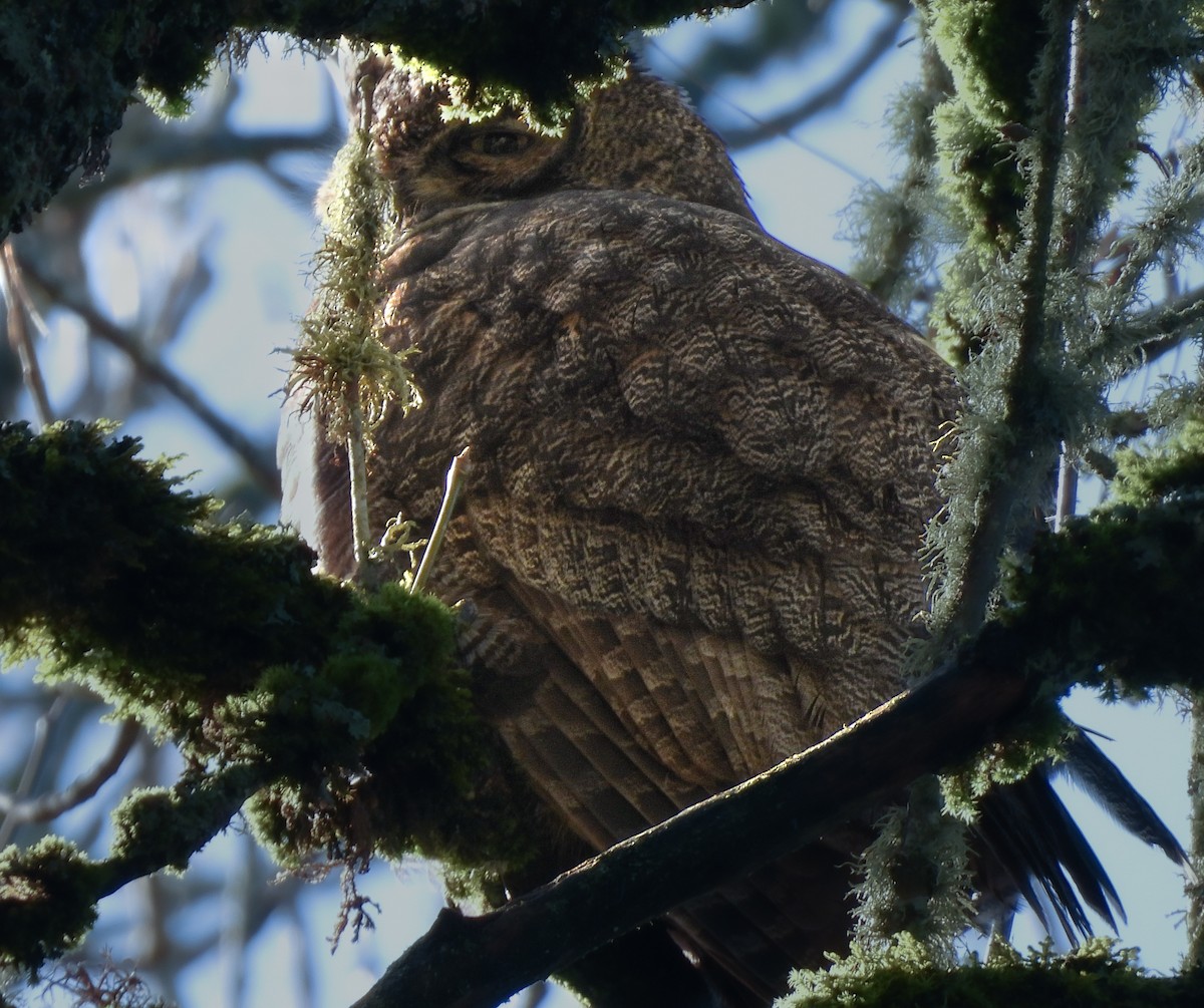 Great Horned Owl - ML613464269