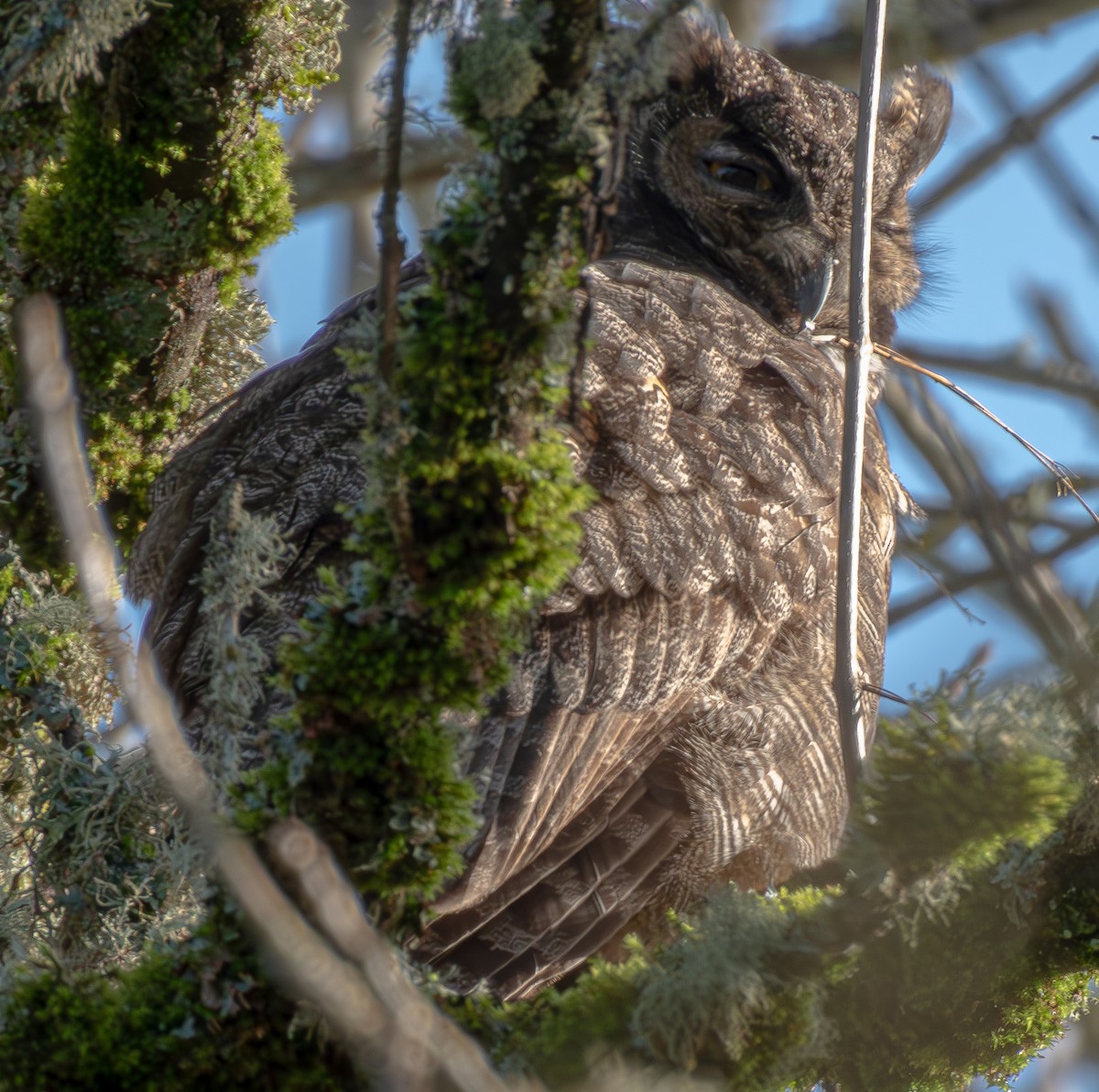 Great Horned Owl - ML613464270